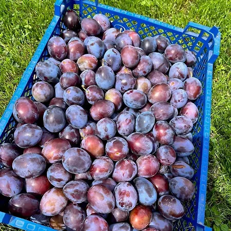 La Maison De Lilly - Meuble De Tourisme 4 Etoiles Ferienhaus *