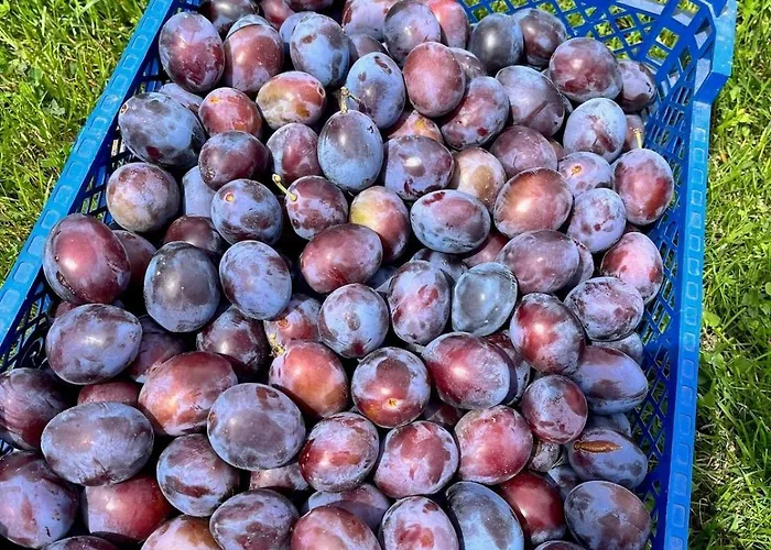 La Maison De Lilly - Meuble De Tourisme 4 Etoiles 別荘 *